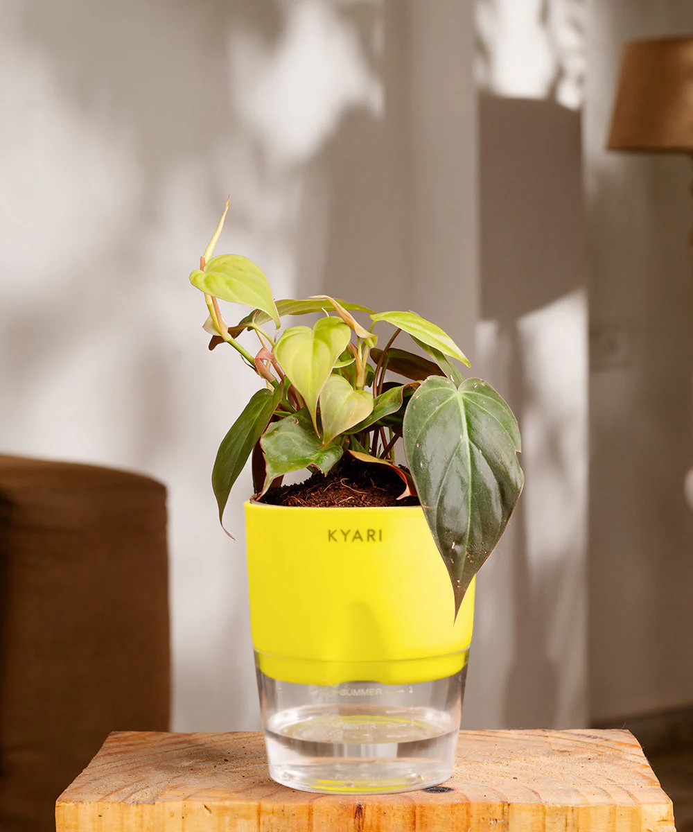 Philodendron Micans Plant With Self Watering Pot - Image 29