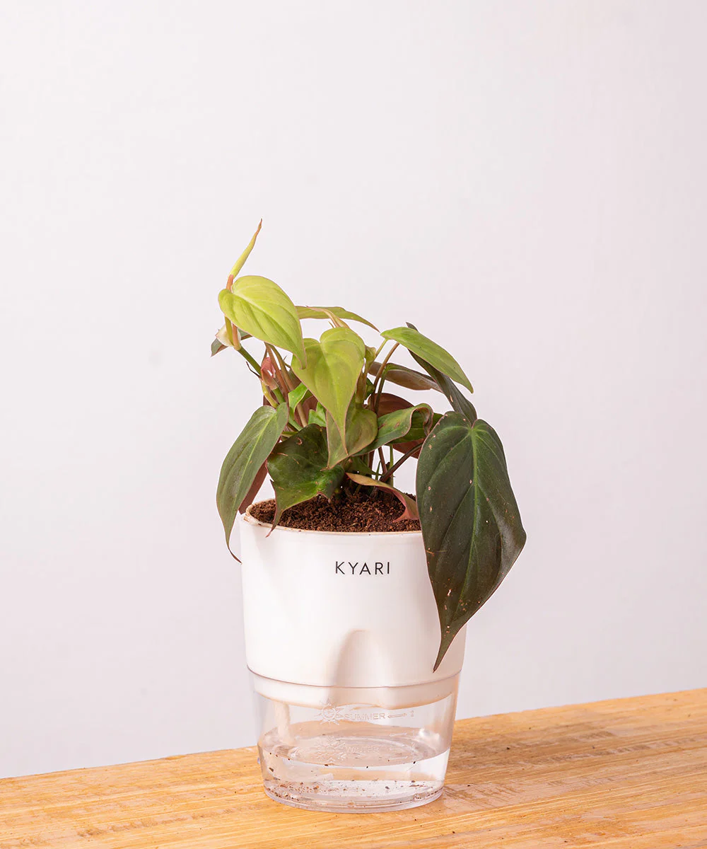 Philodendron Micans Plant With Self Watering Pot - Image 3