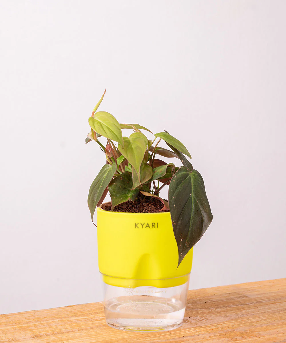 Philodendron Micans Plant With Self Watering Pot - Image 31