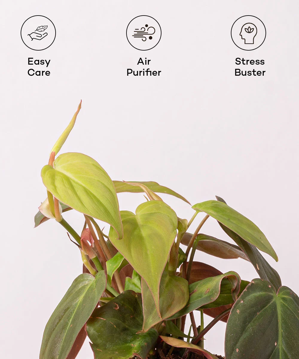Philodendron Micans Plant With Self Watering Pot - Image 39