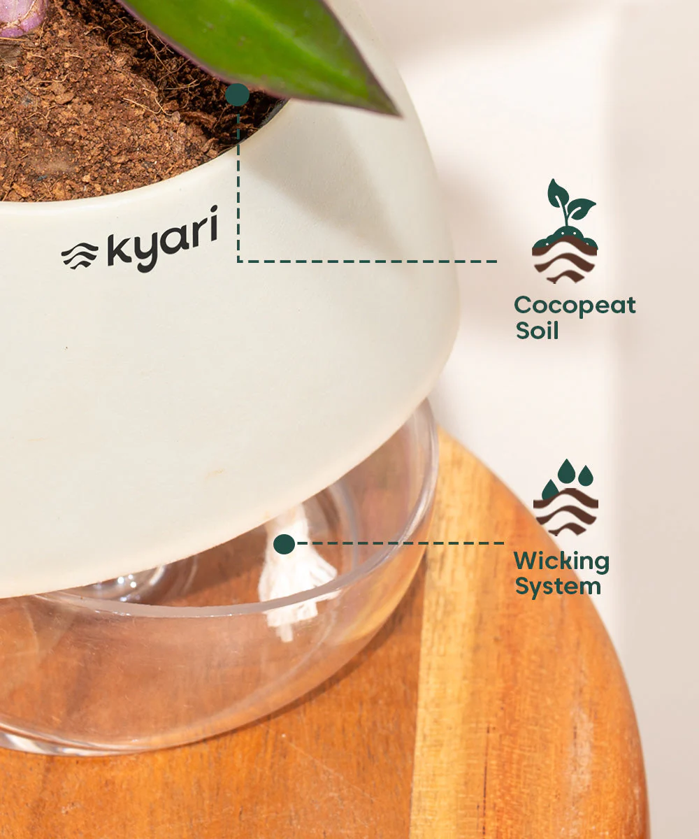Philodendron Micans Plant With Self Watering Pot - Image 45