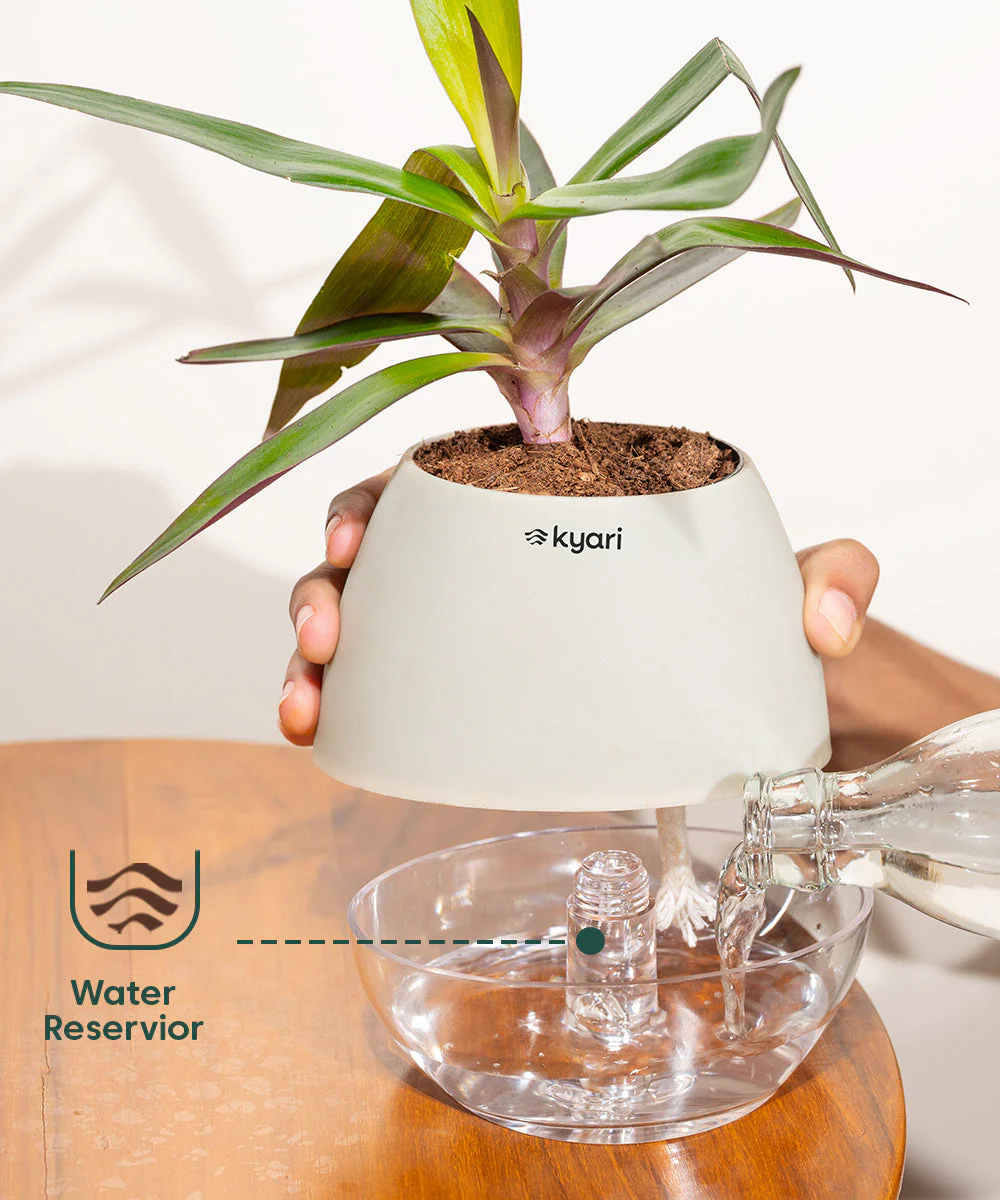 Philodendron Micans Plant With Self Watering Pot - Image 46