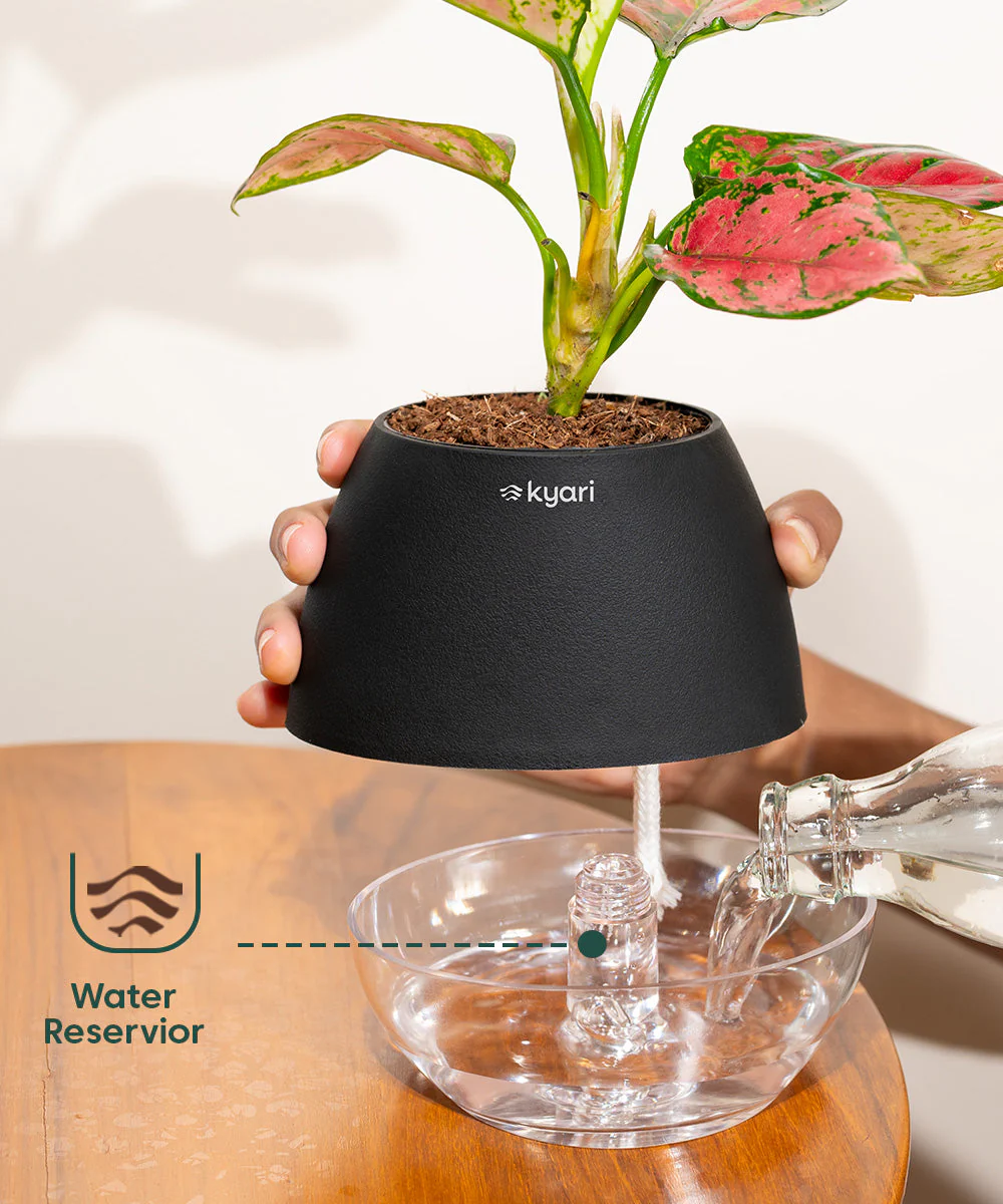 Philodendron Micans Plant With Self Watering Pot - Image 54
