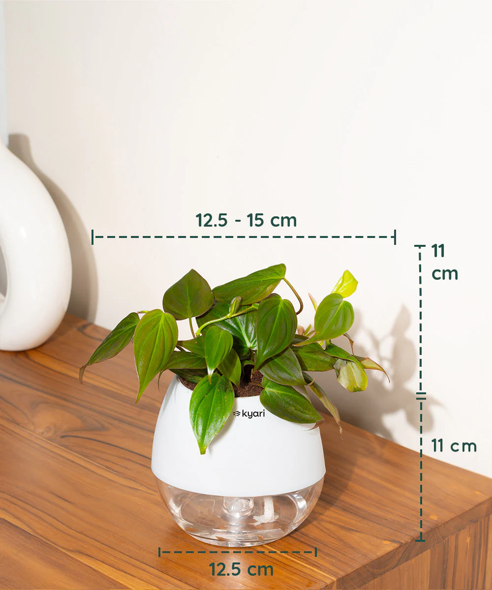 Philodendron Micans Plant With Self Watering Pot - Image 68
