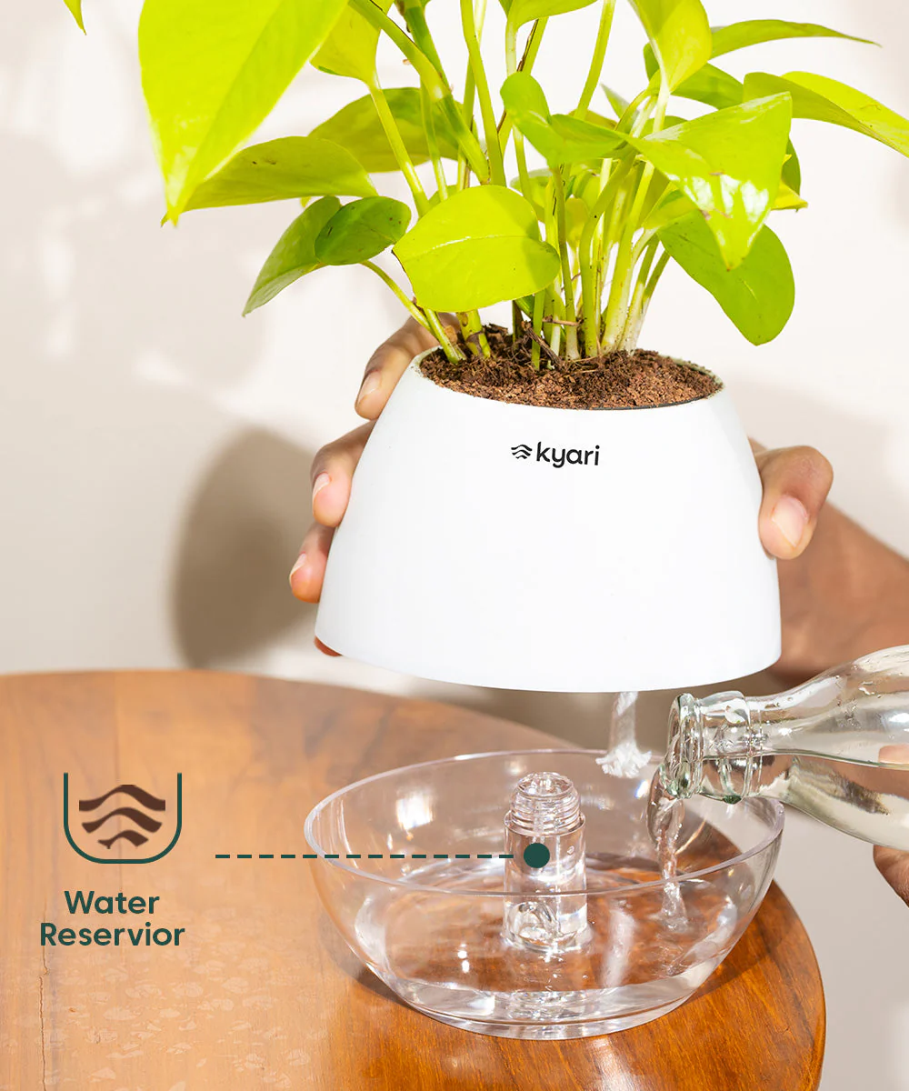 Philodendron Micans Plant With Self Watering Pot - Image 70