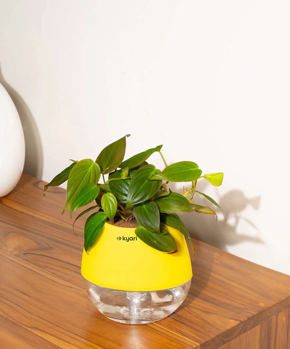 Philodendron Micans Plant With Self Watering Pot - Image 75