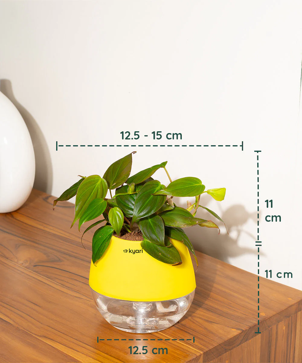 Philodendron Micans Plant With Self Watering Pot - Image 76