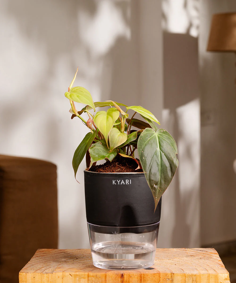 Philodendron Micans Plant With Self Watering Pot - Image 9