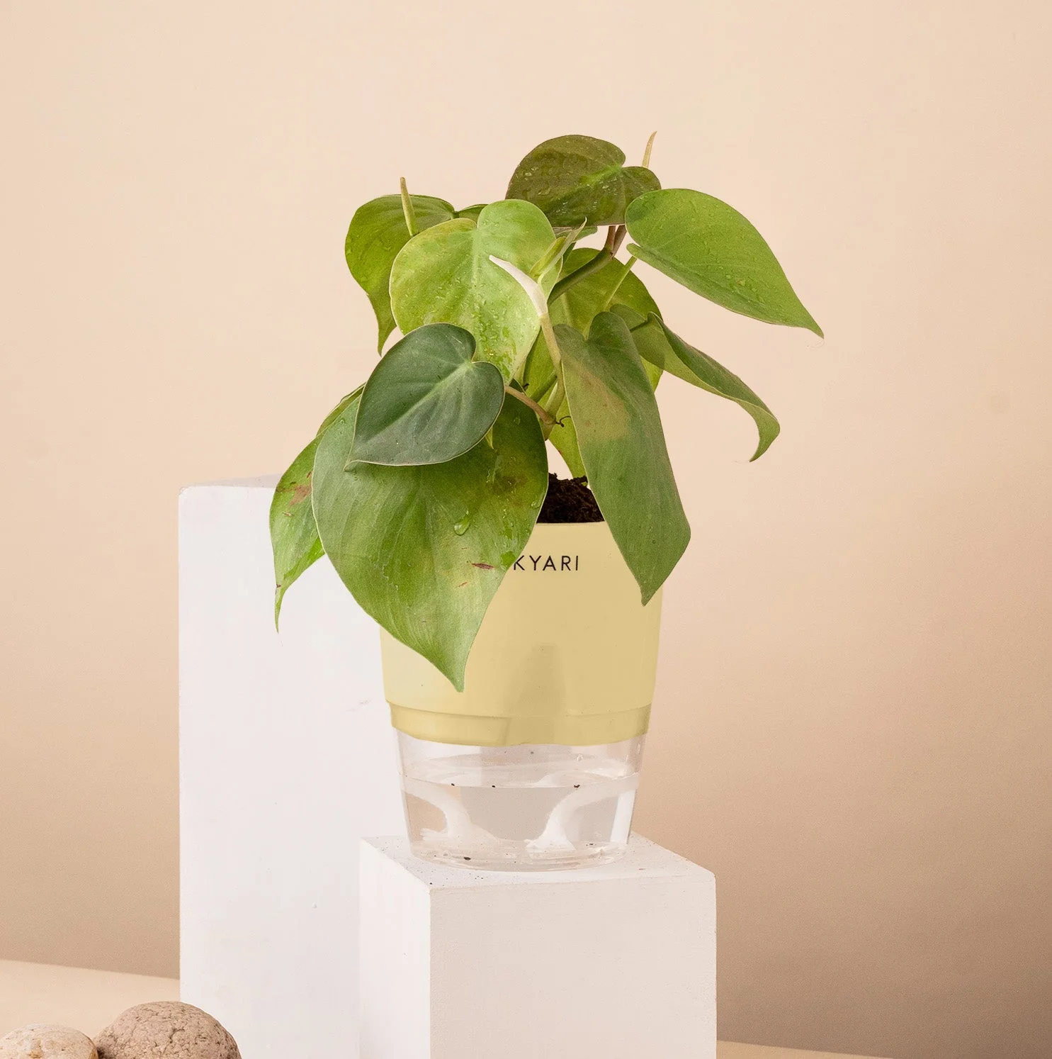 Philodendron Oxycardium Plant With Self Watering Pot - Image 10
