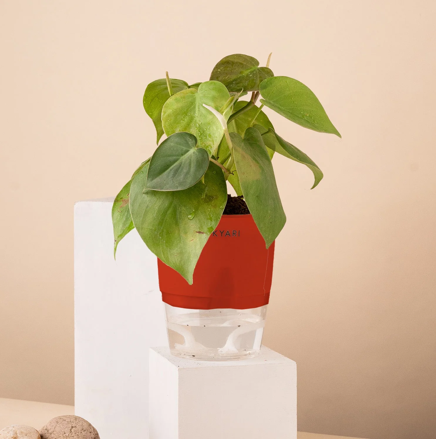 Philodendron Oxycardium Plant With Self Watering Pot - Image 11