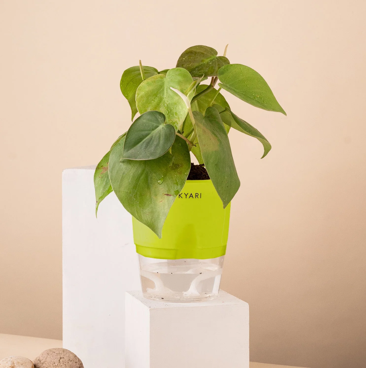 Philodendron Oxycardium Plant With Self Watering Pot - Image 12