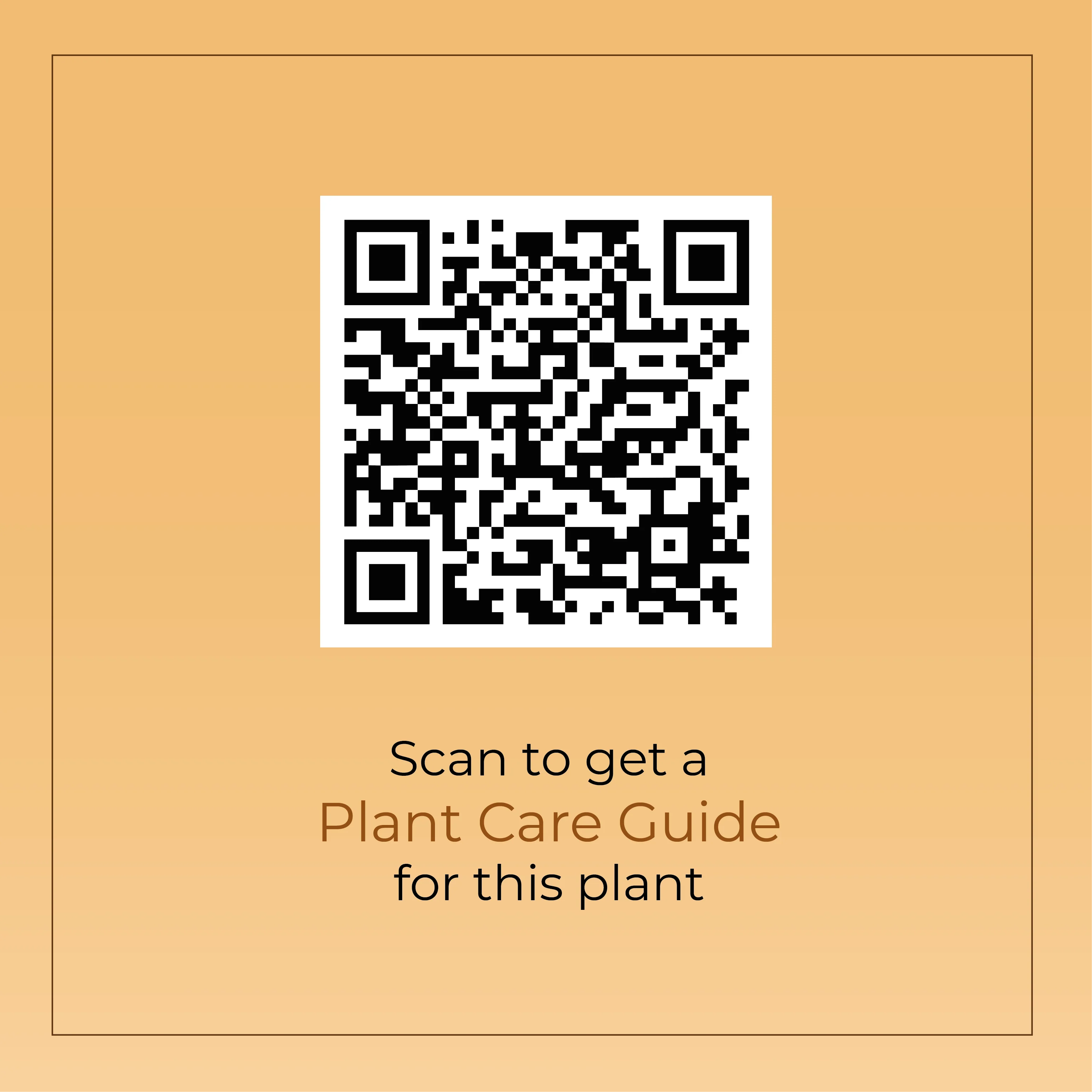 Philodendron Oxycardium Plant With Self Watering Pot - Image 13