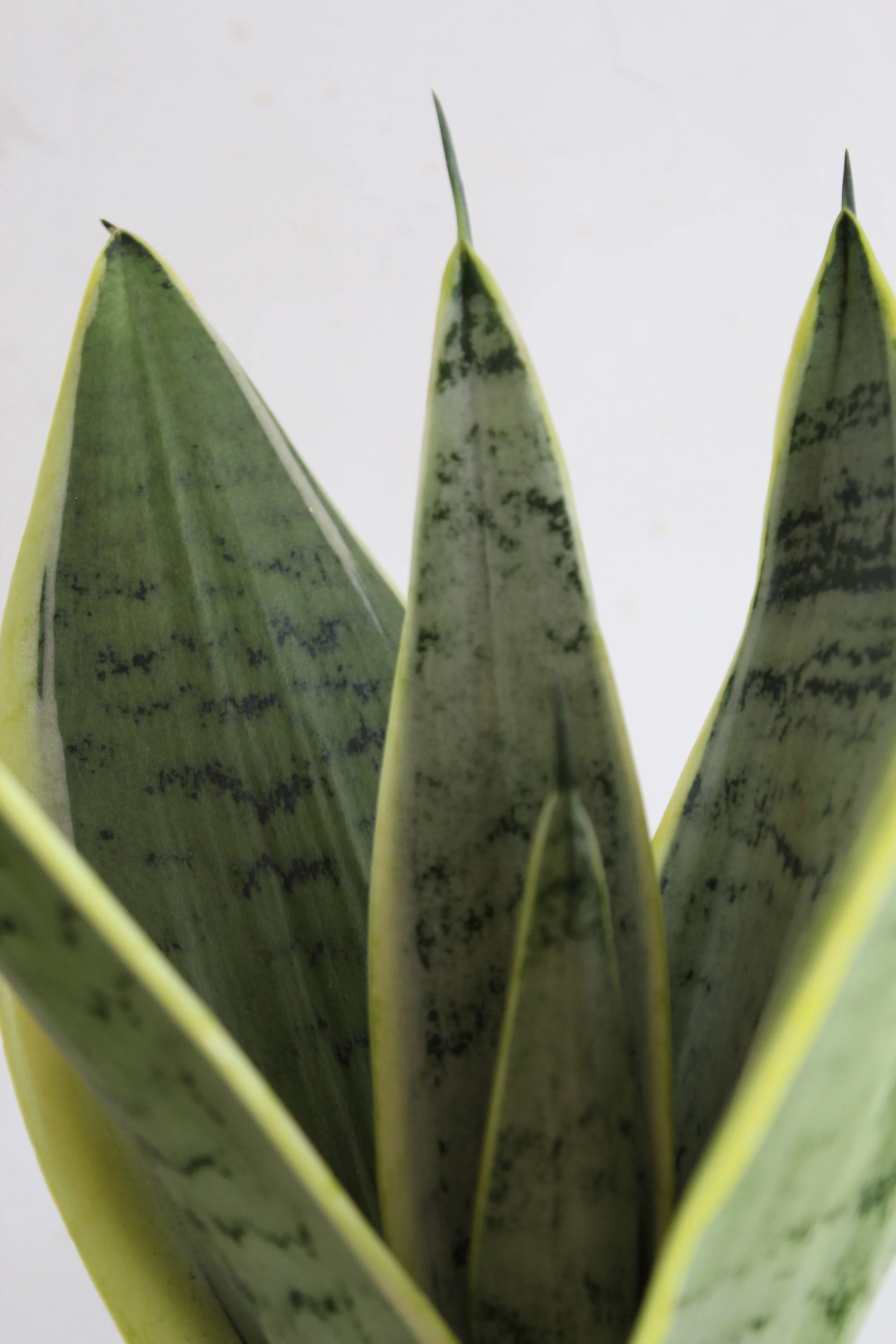 Precious Snake Plants Duo - Image 2