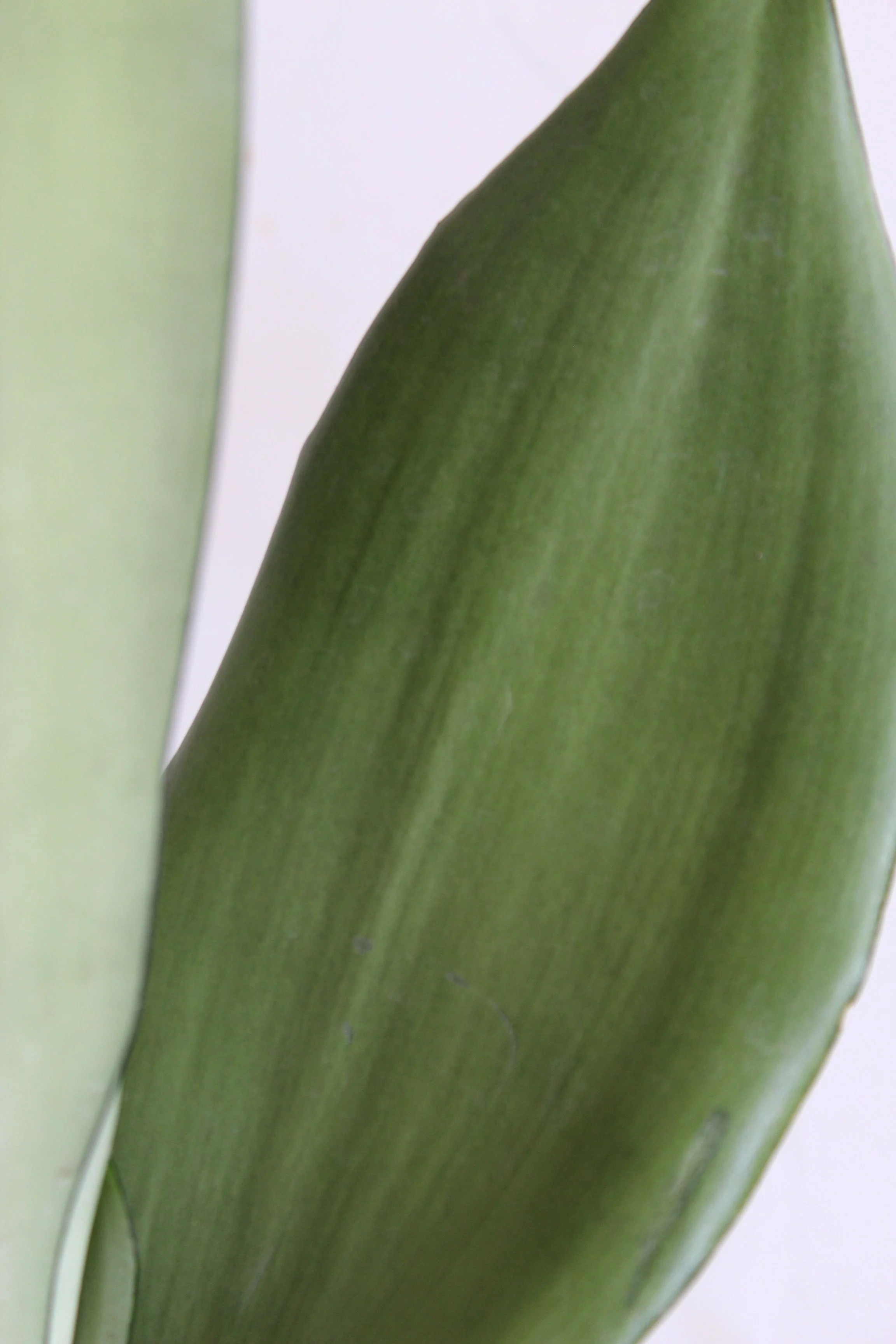 Precious Snake Plants Duo - Image 3