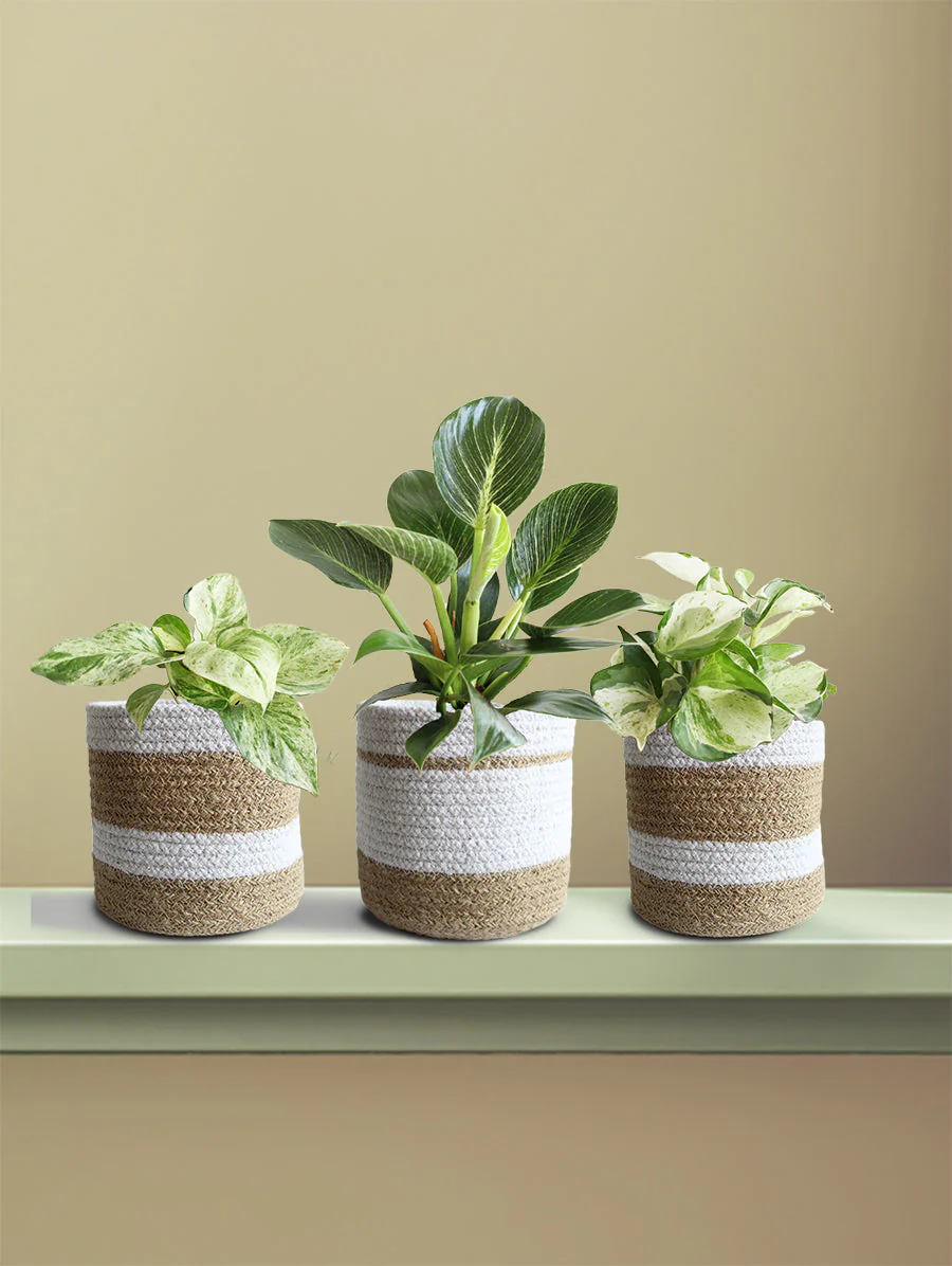 Rare Variegated Combo