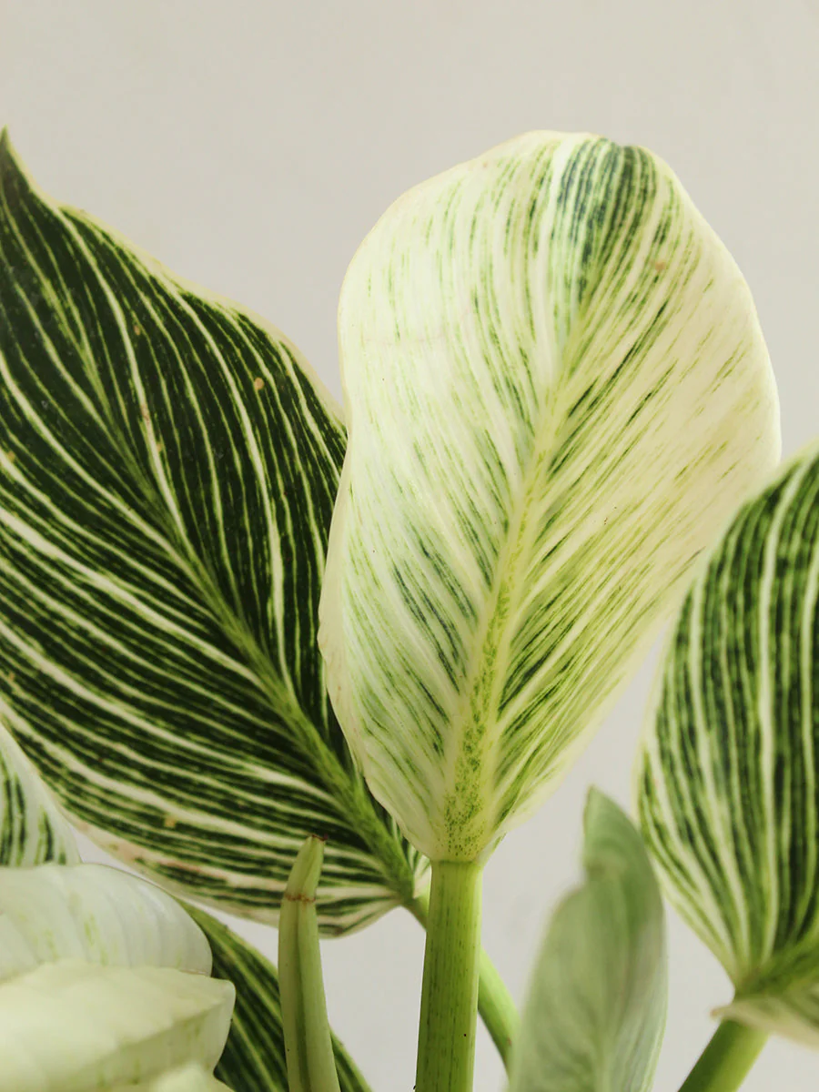 Rare Variegated Combo - Image 2