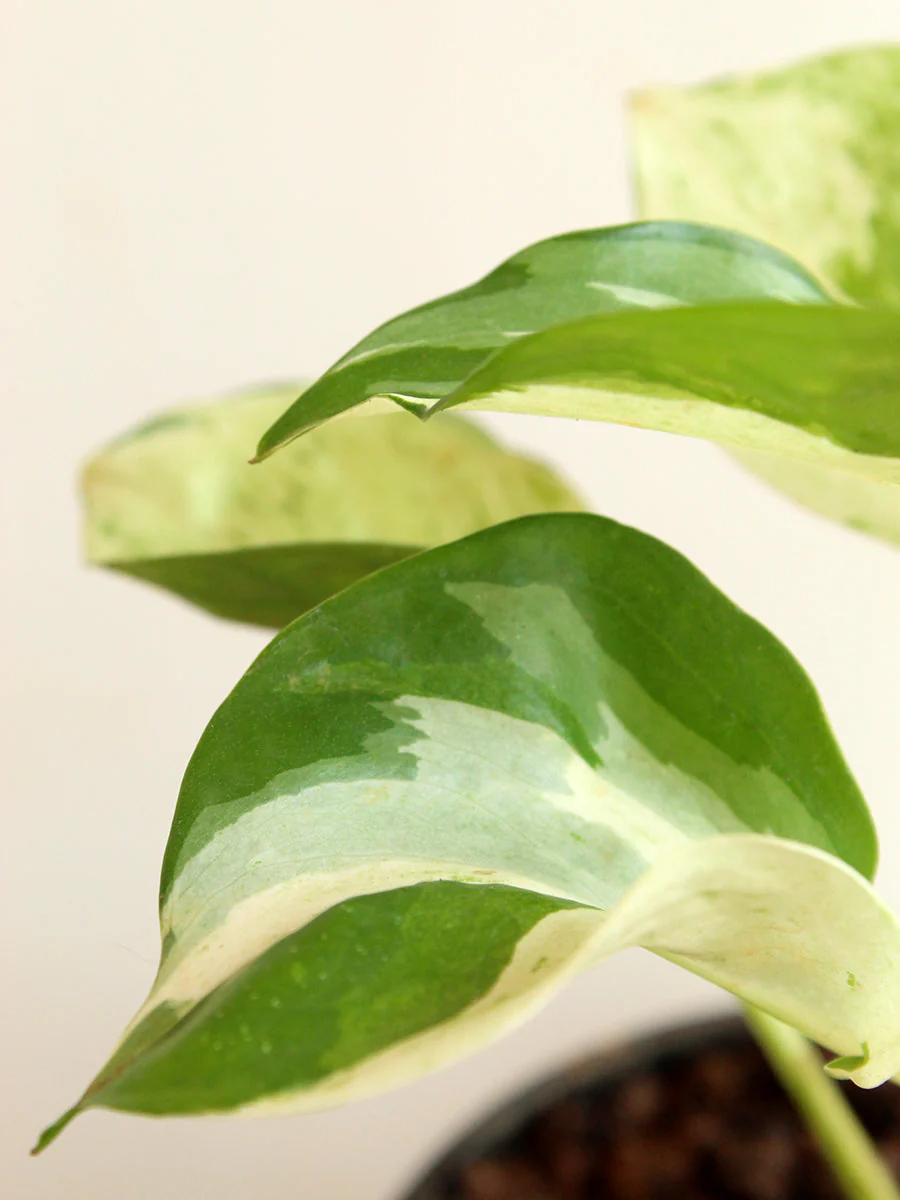 Rare Variegated Combo - Image 3