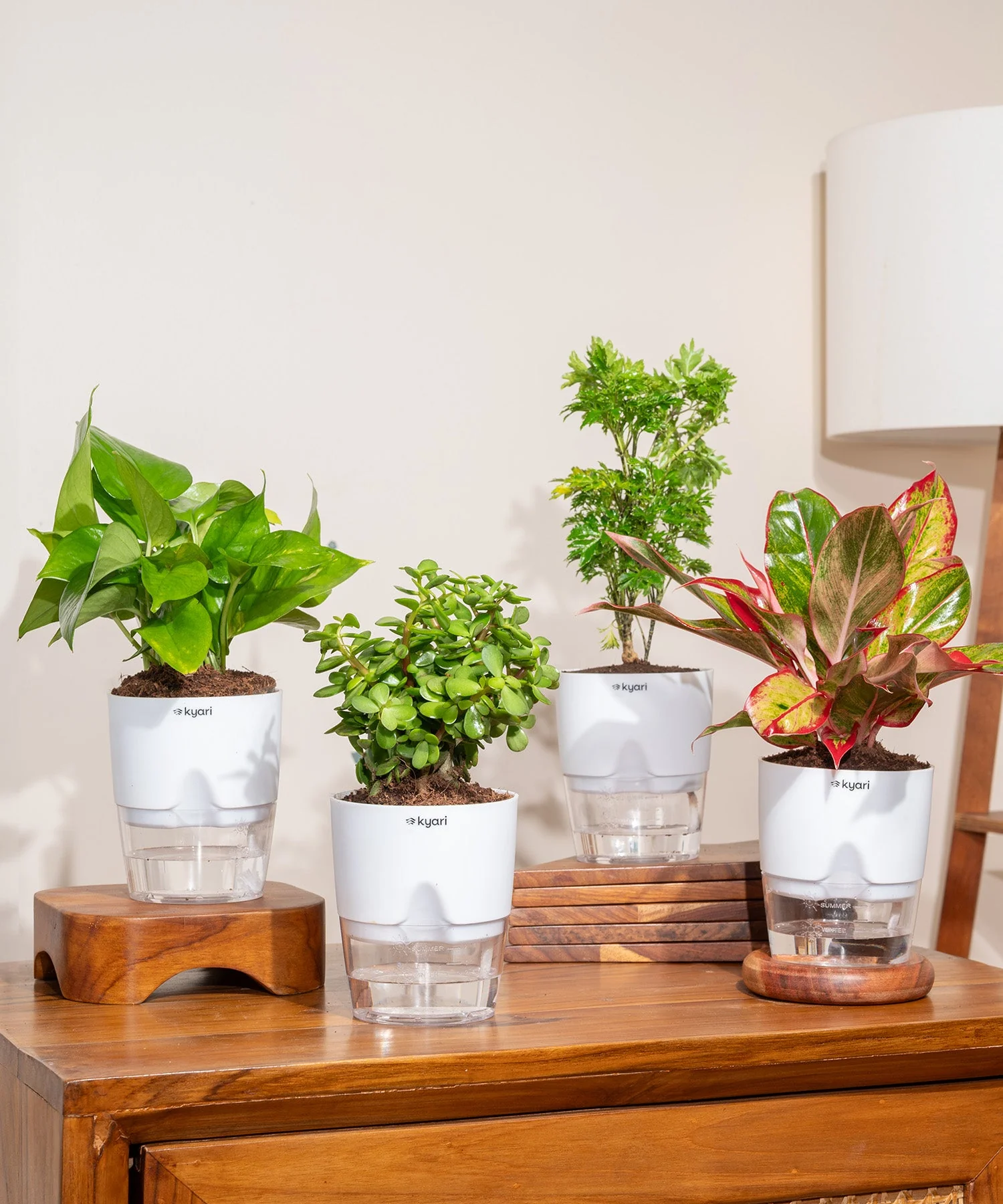 Set of 4 - Lucky Jade, Money Variegated, Aralia Green & Aglaonema Lipstick Plant