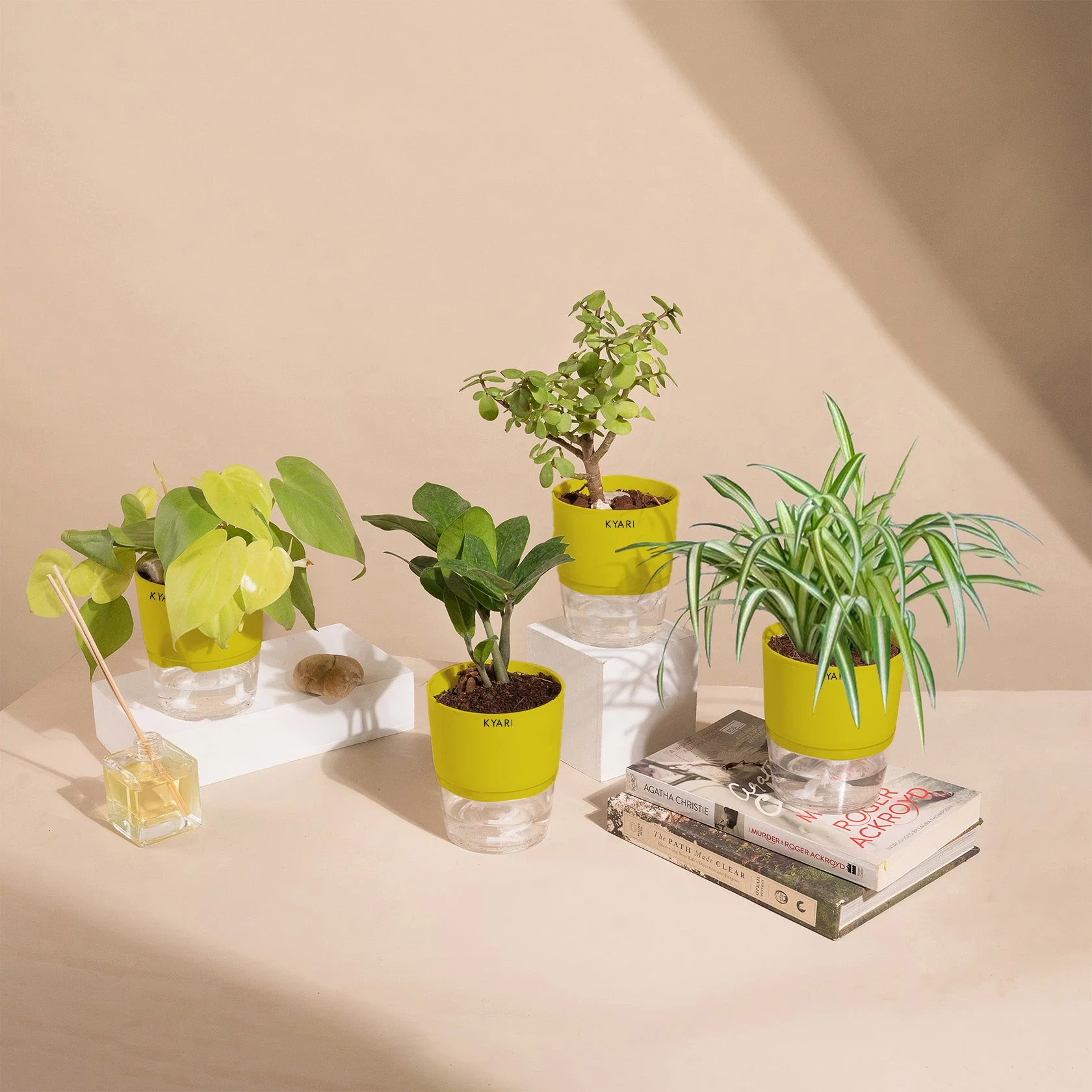 Set of 4 - ZZ - Zamia Green & Golden Money & Lucky Jade & Spider Plant - Image 10