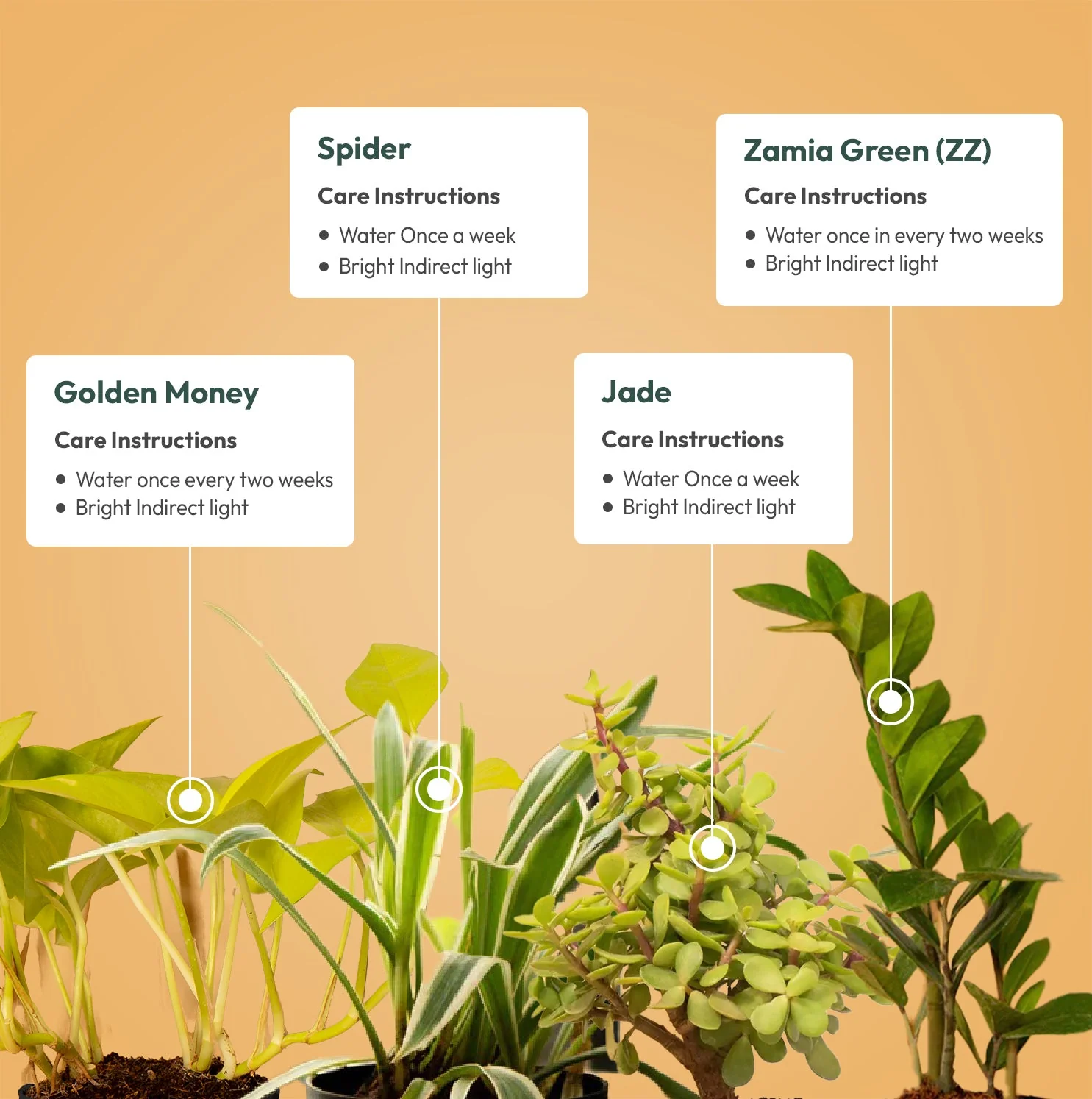 Set of 4 - ZZ - Zamia Green & Golden Money & Lucky Jade & Spider Plant - Image 3