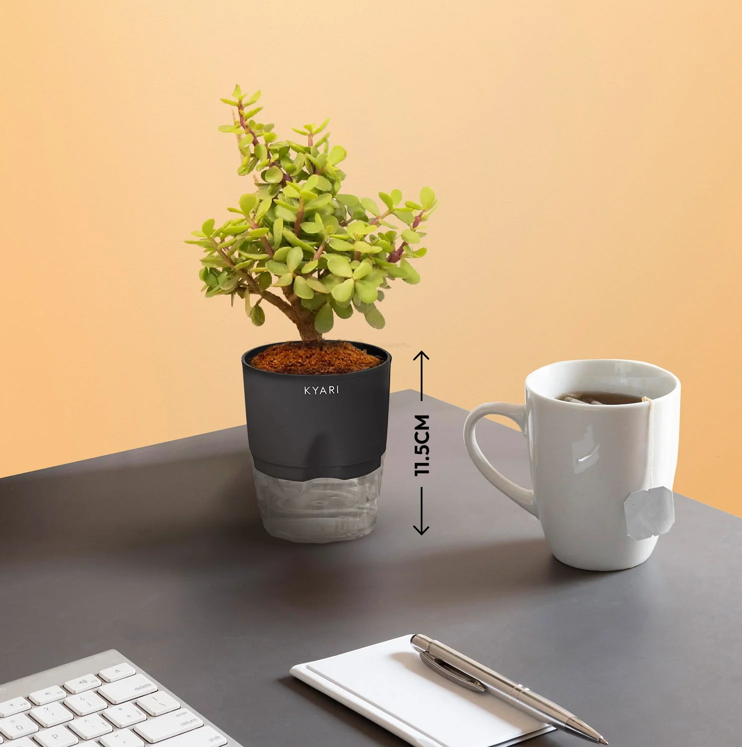 Set of 4 - ZZ - Zamia Green & Golden Money & Lucky Jade & Spider Plant - Image 5