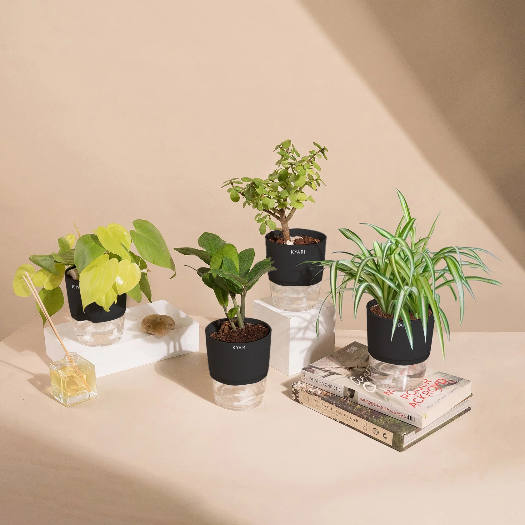 Set of 4 - ZZ - Zamia Green & Golden Money & Lucky Jade & Spider Plant - Image 9