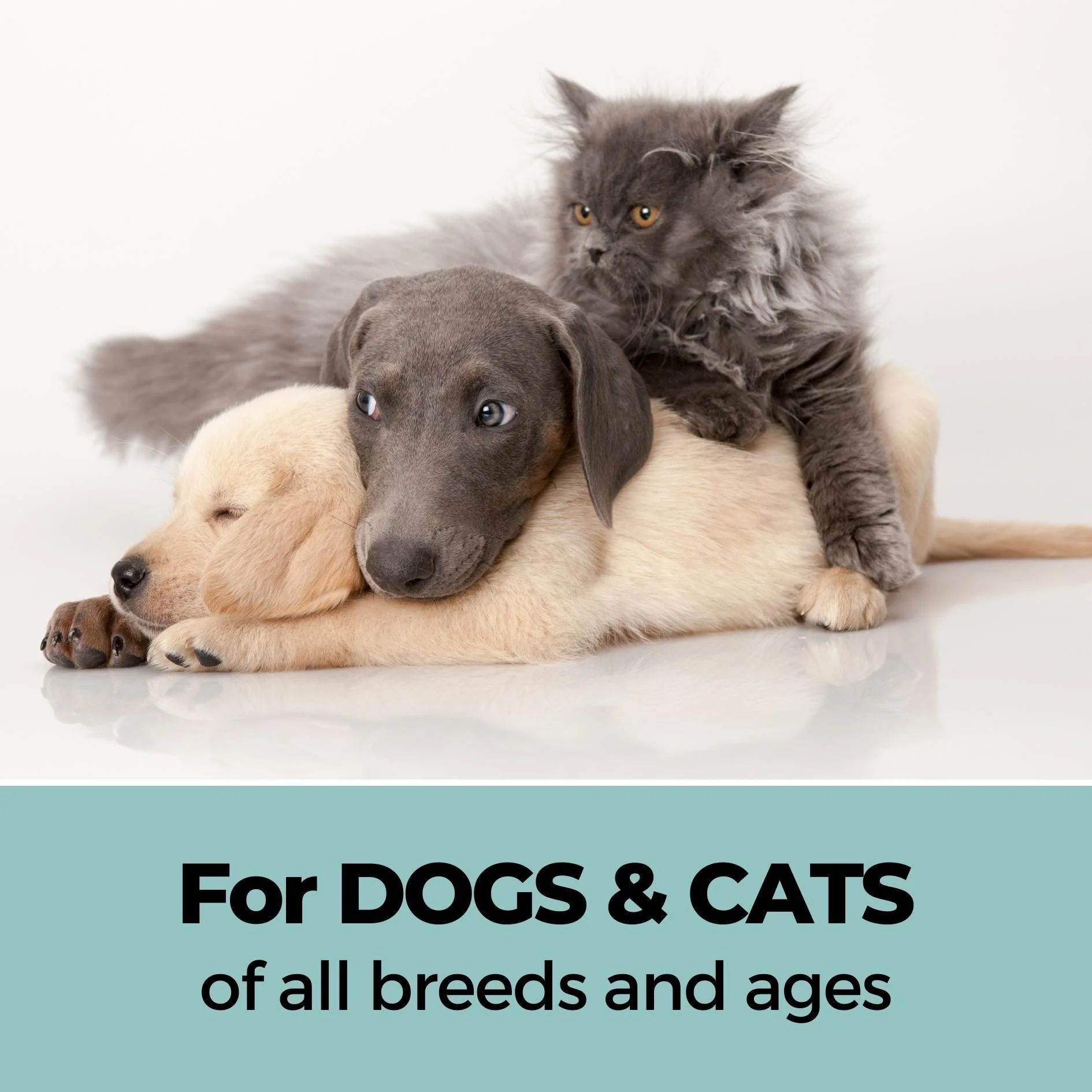 Shampoo+Conditioner & Xtra Nourish Pet Shampoo Combo - Image 5