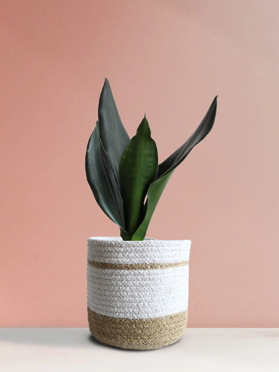 Snake Plant Black Dragon (Medium)