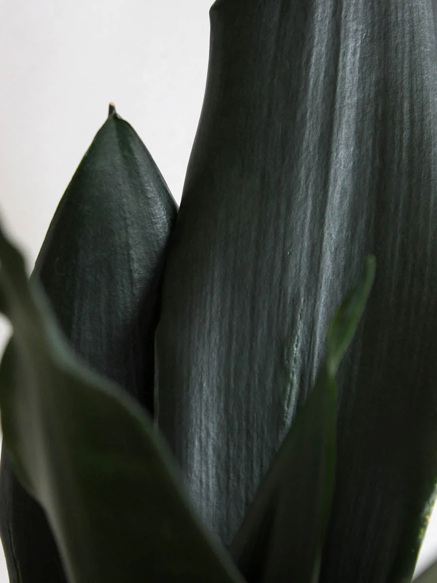 Snake Plant Black Dragon (Medium) - Image 2