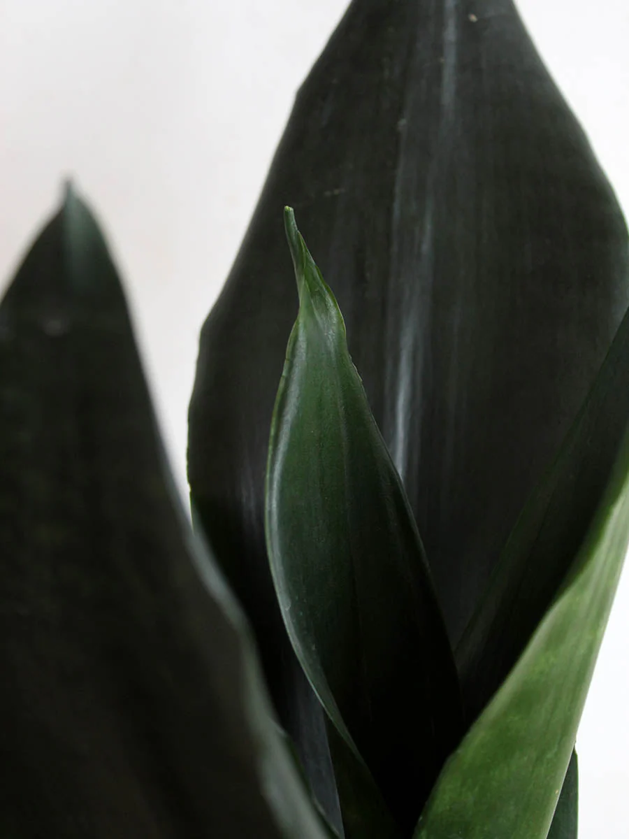 Snake Plant Black Dragon (Medium) - Image 3