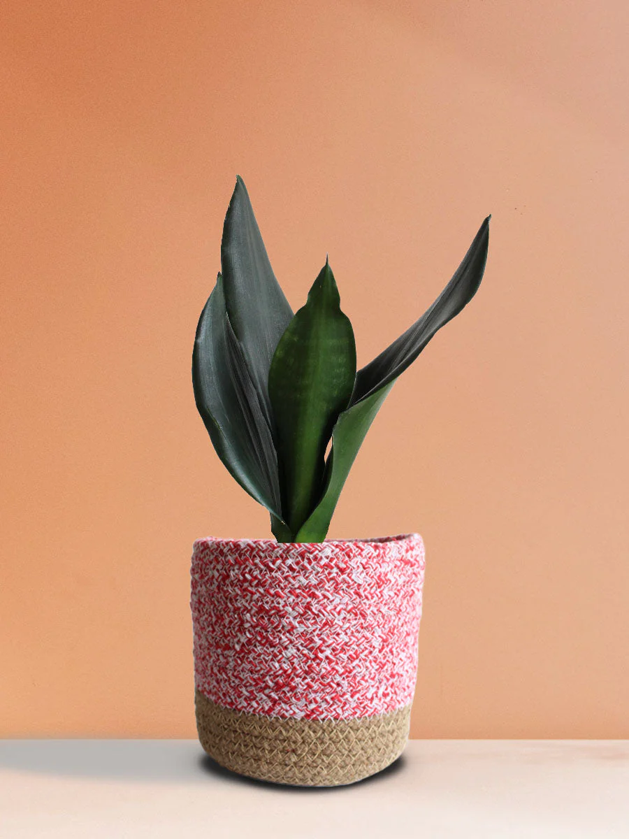 Snake Plant Black Dragon (Medium) - Image 5