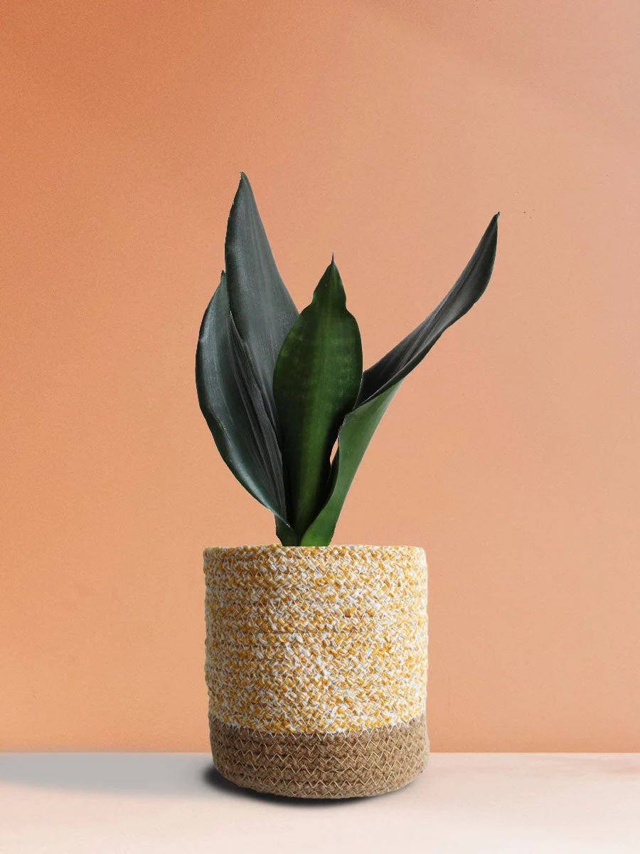Snake Plant Black Dragon (Medium) - Image 6