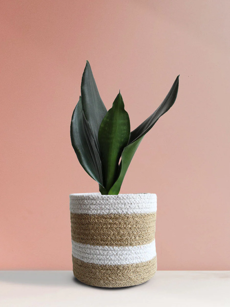 Snake Plant Black Dragon (Medium) - Image 7