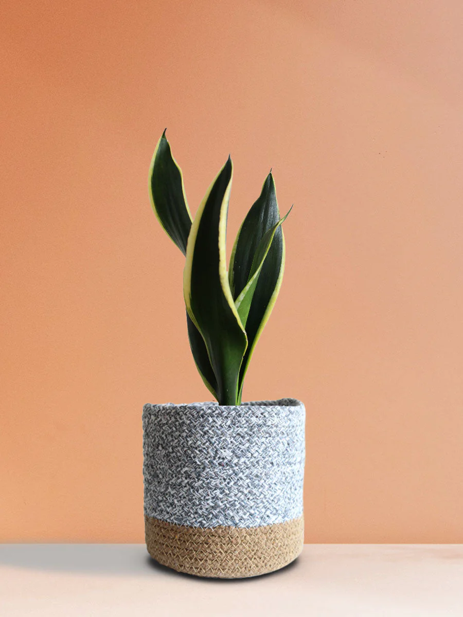 Snake Plant Black Jack (Medium)