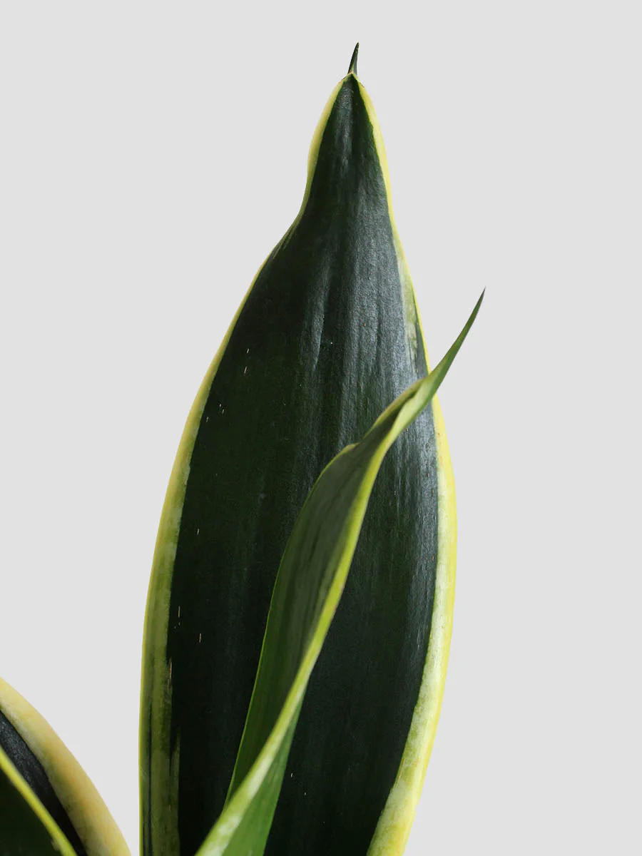 Snake Plant Black Jack (Medium) - Image 3