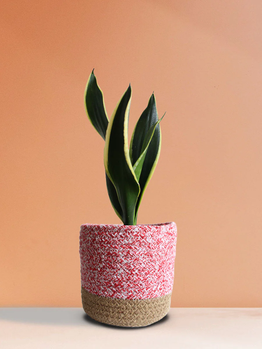 Snake Plant Black Jack (Medium) - Image 4