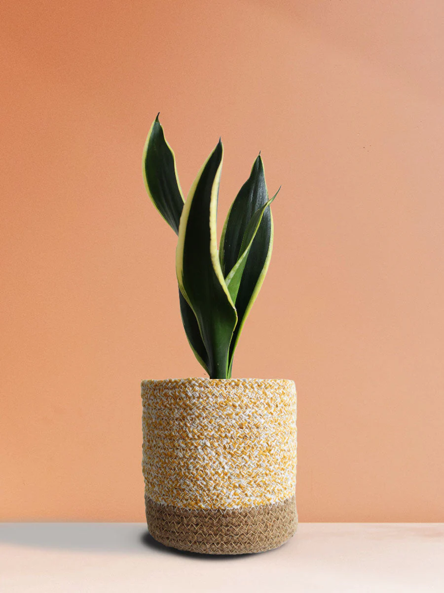 Snake Plant Black Jack (Medium) - Image 5