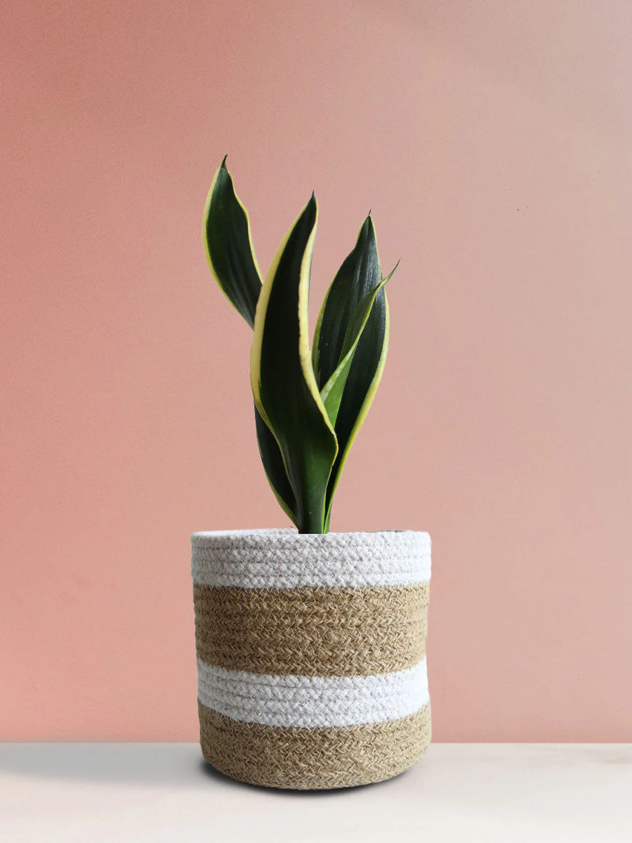 Snake Plant Black Jack (Medium) - Image 6