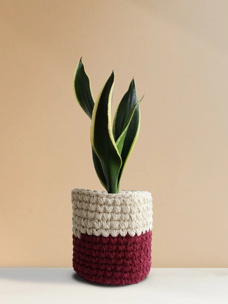 Snake Plant Black Jack (Medium) - Image 8