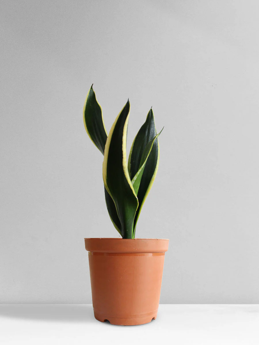 Snake Plant Black Jack (Medium) - Image 9