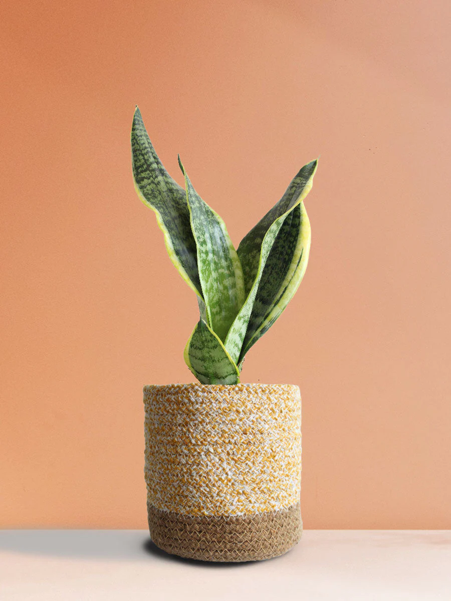 Snake Plant Futura Superba (Medium)