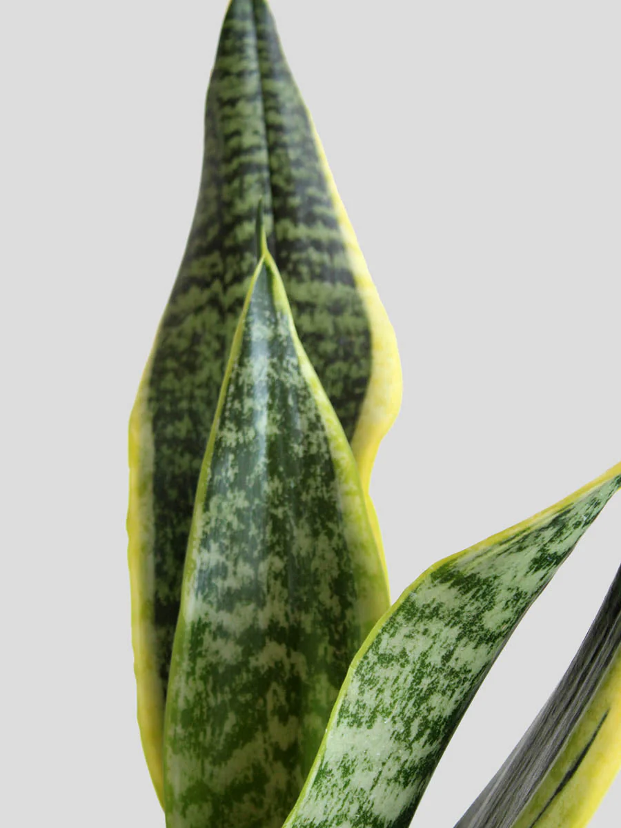Snake Plant Futura Superba (Medium) - Image 3