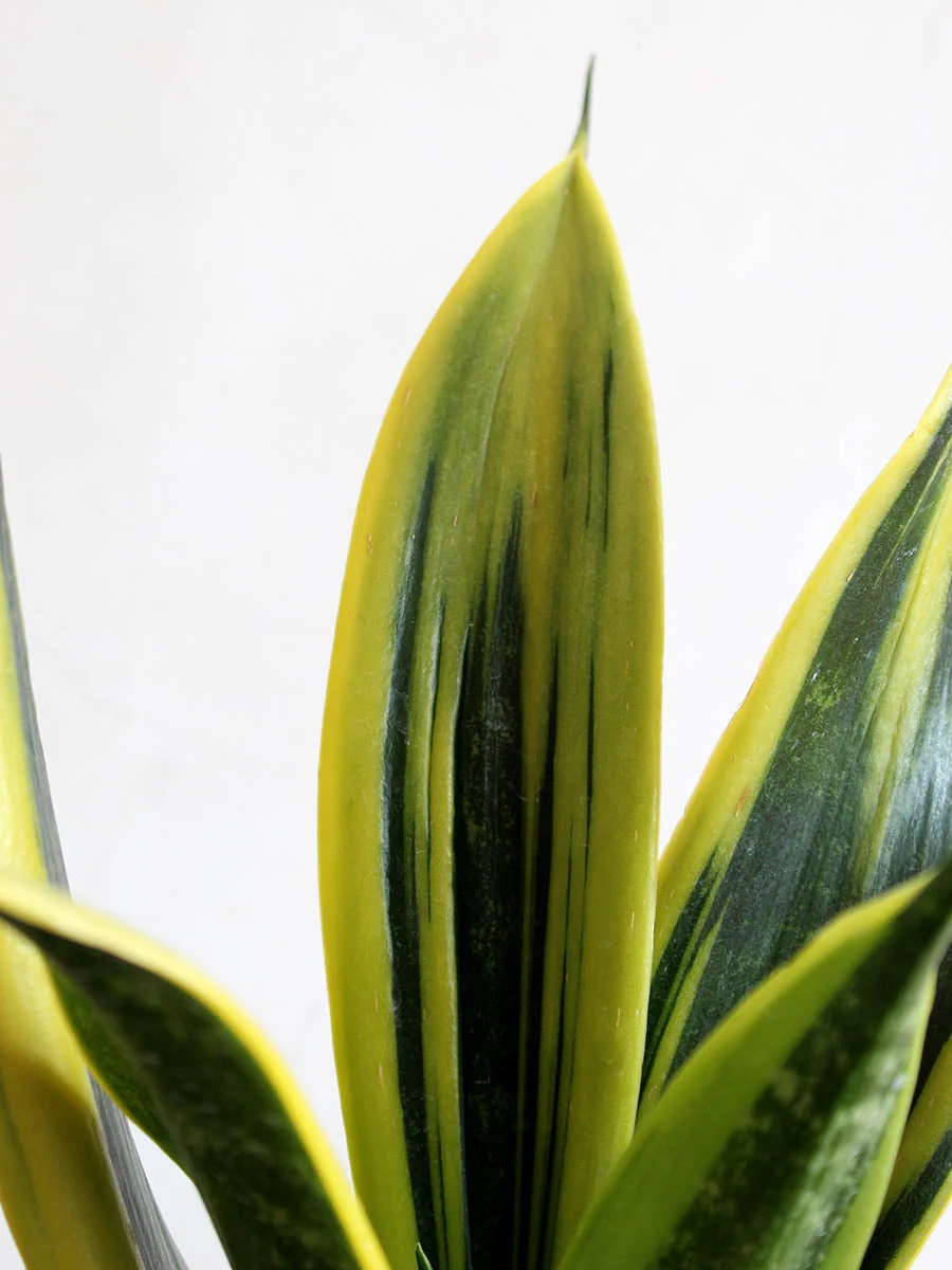 Snake Plant Golden Flame (Medium) - Image 2