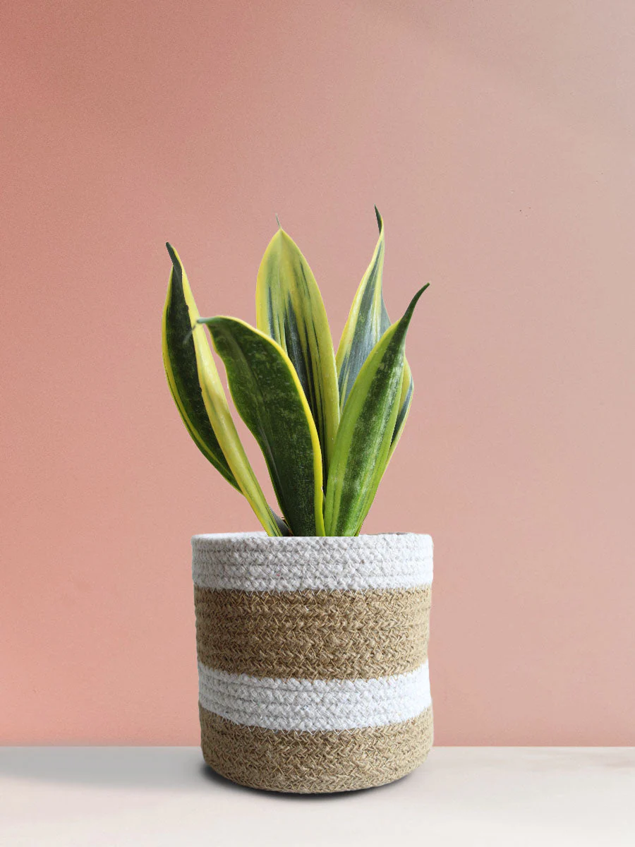 Snake Plant Golden Flame (Medium) - Image 6