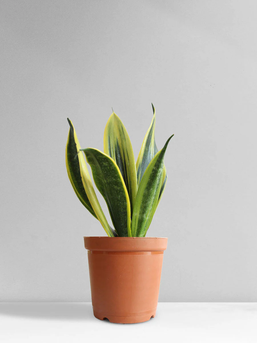 Snake Plant Golden Flame (Medium) - Image 8