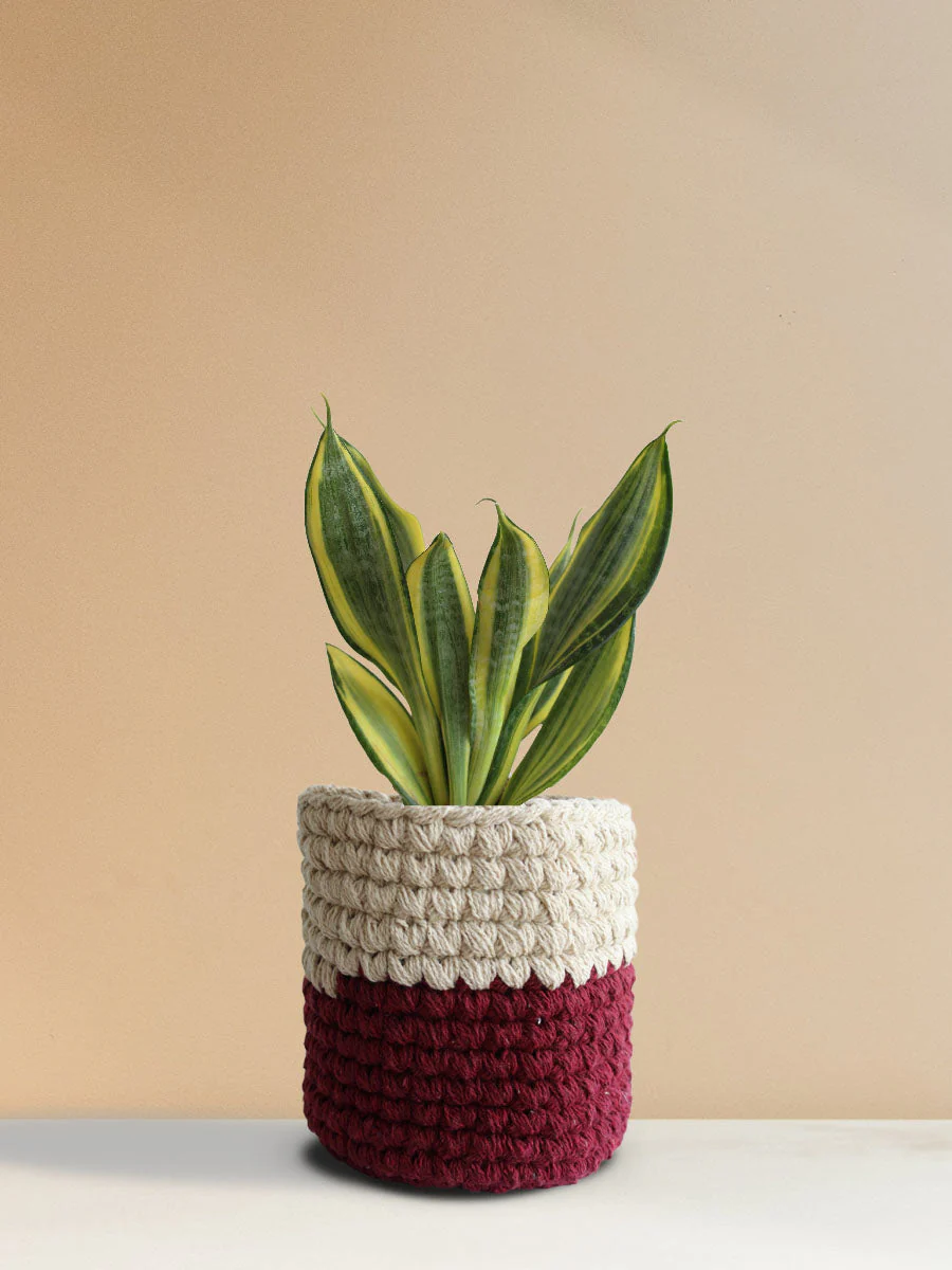 Snake Plant Golden Hahnii (Medium)