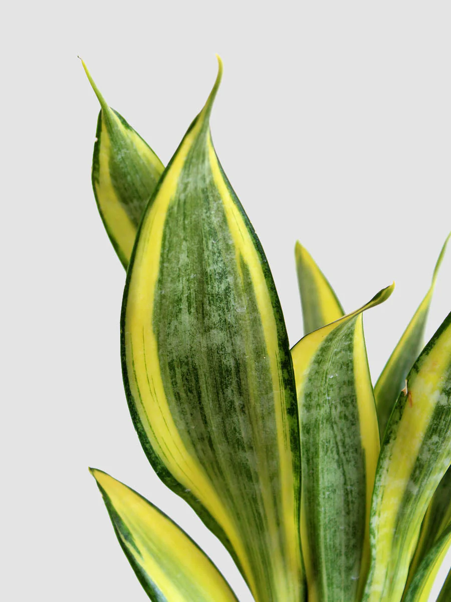 Snake Plant Golden Hahnii (Medium) - Image 3