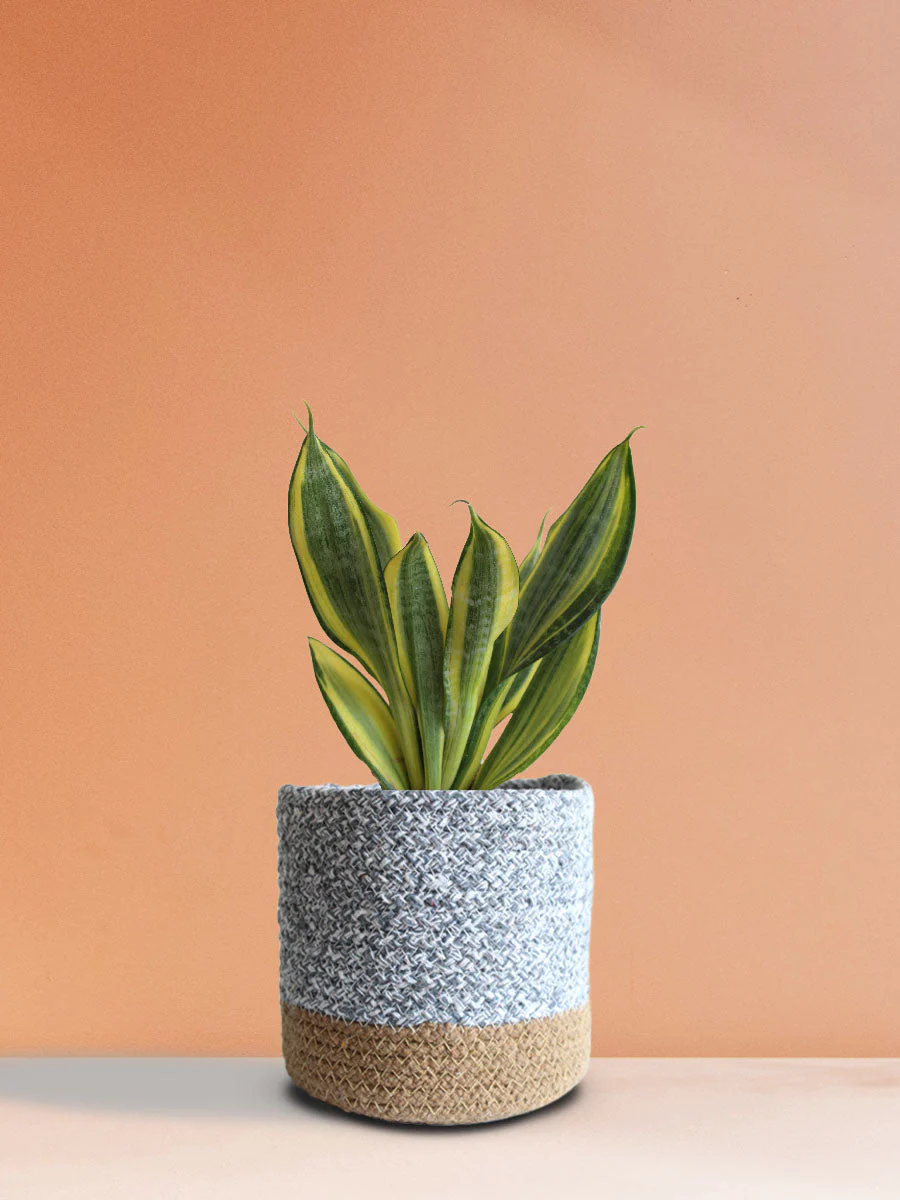 Snake Plant Golden Hahnii (Medium) - Image 4