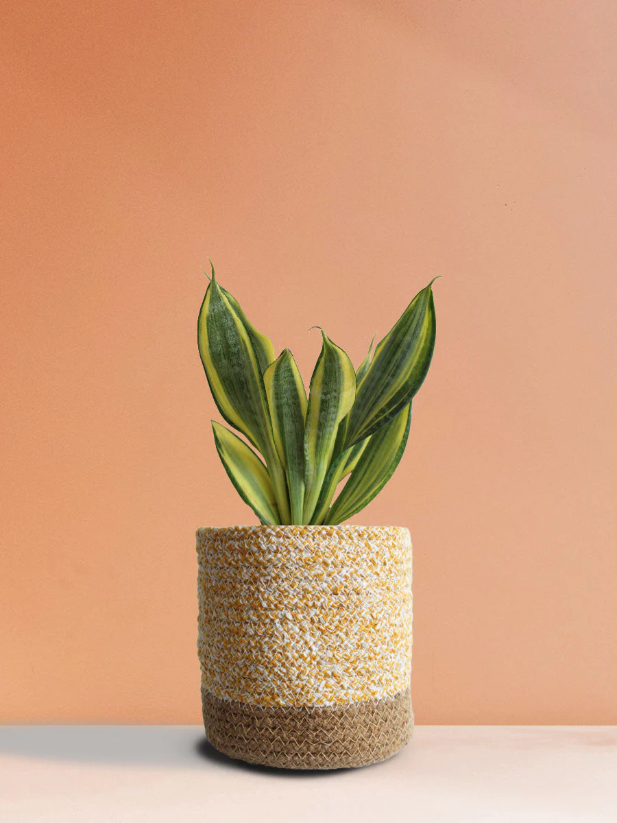 Snake Plant Golden Hahnii (Medium) - Image 6
