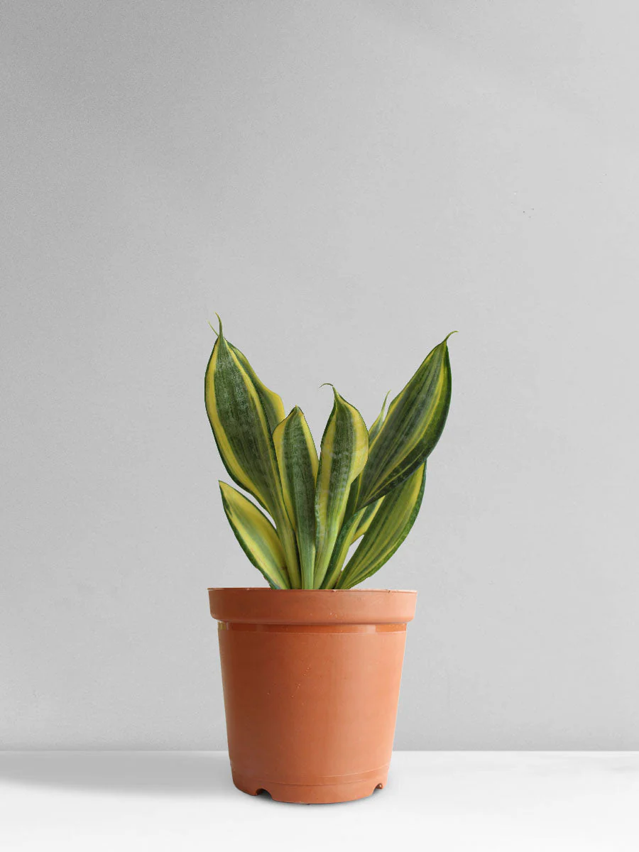 Snake Plant Golden Hahnii (Medium) - Image 7